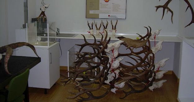 Investigadores de la UEx diseñan un equipo de ultrasonidos que analiza las cuernas de ciervo sin destruirlas